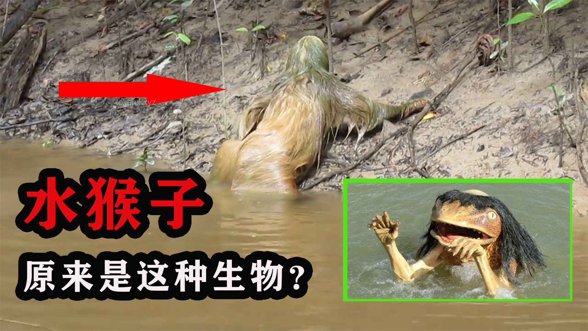 网络热传生物鉴定54：揭开“水猴子”真相的科学探索之旅